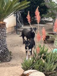 Found/Stray Unknown Dog last seen clinton/brawley, Fresno, CA 93722