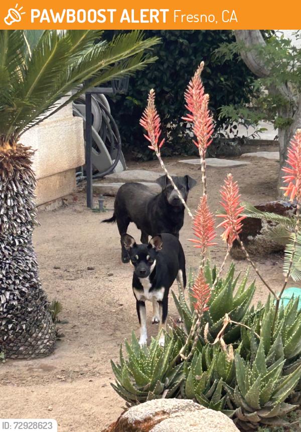 Found/Stray Unknown Dog last seen clinton/brawley, Fresno, CA 93722