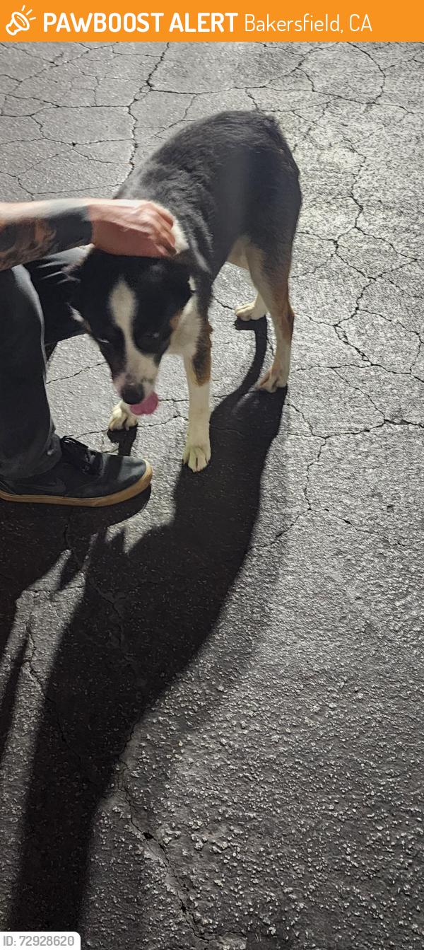 Found/Stray Male Dog last seen Mt vernon Cold Stone creamery parking lot, Bakersfield, CA 93307
