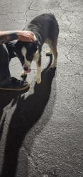 Found/Stray Male Dog last seen Mt vernon Cold Stone creamery parking lot, Bakersfield, CA 93307