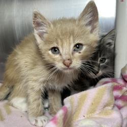 Shelter Stray Male Cat last seen , Palm Springs, CA 92264