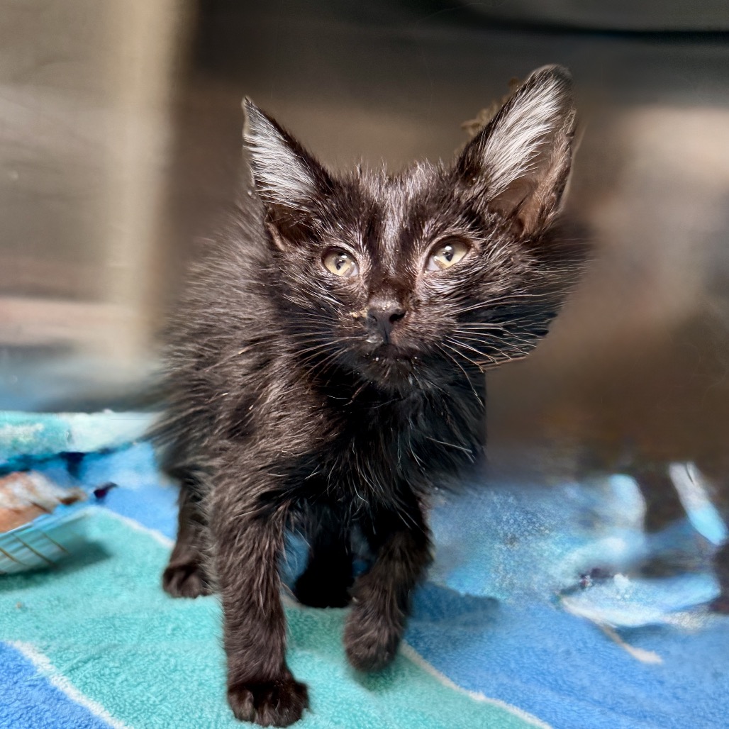 Shelter Stray Female Cat last seen , Palm Springs, CA 92264