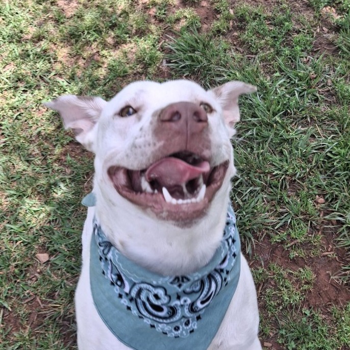 Shelter Stray Male Dog last seen , Greenville, SC 29609