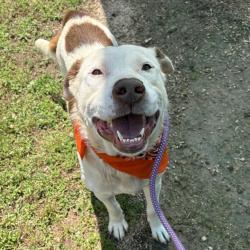 Shelter Stray Male Dog last seen , Greenville, SC 29609