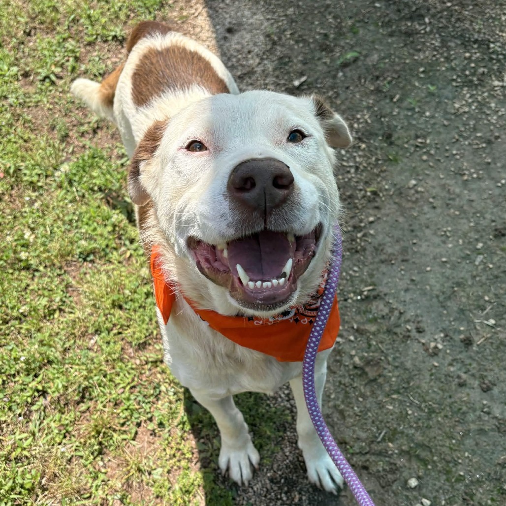 Shelter Stray Male Dog last seen , Greenville, SC 29609