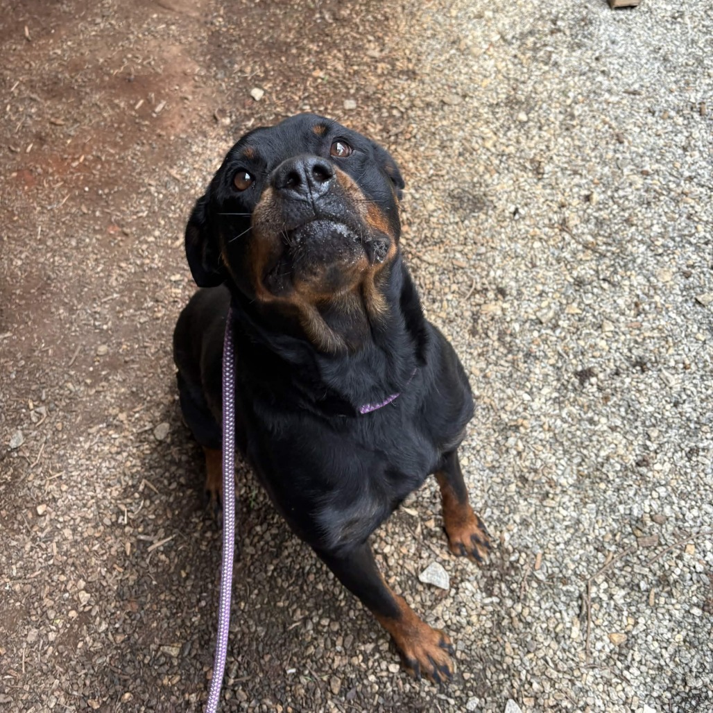 Shelter Stray Female Dog last seen , Greenville, SC 29609