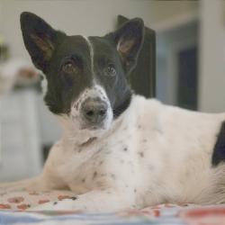 Shelter Stray Female Dog last seen , Memphis, TN 38133