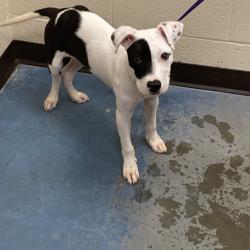 Shelter Stray Male Dog last seen , Memphis, TN 38133