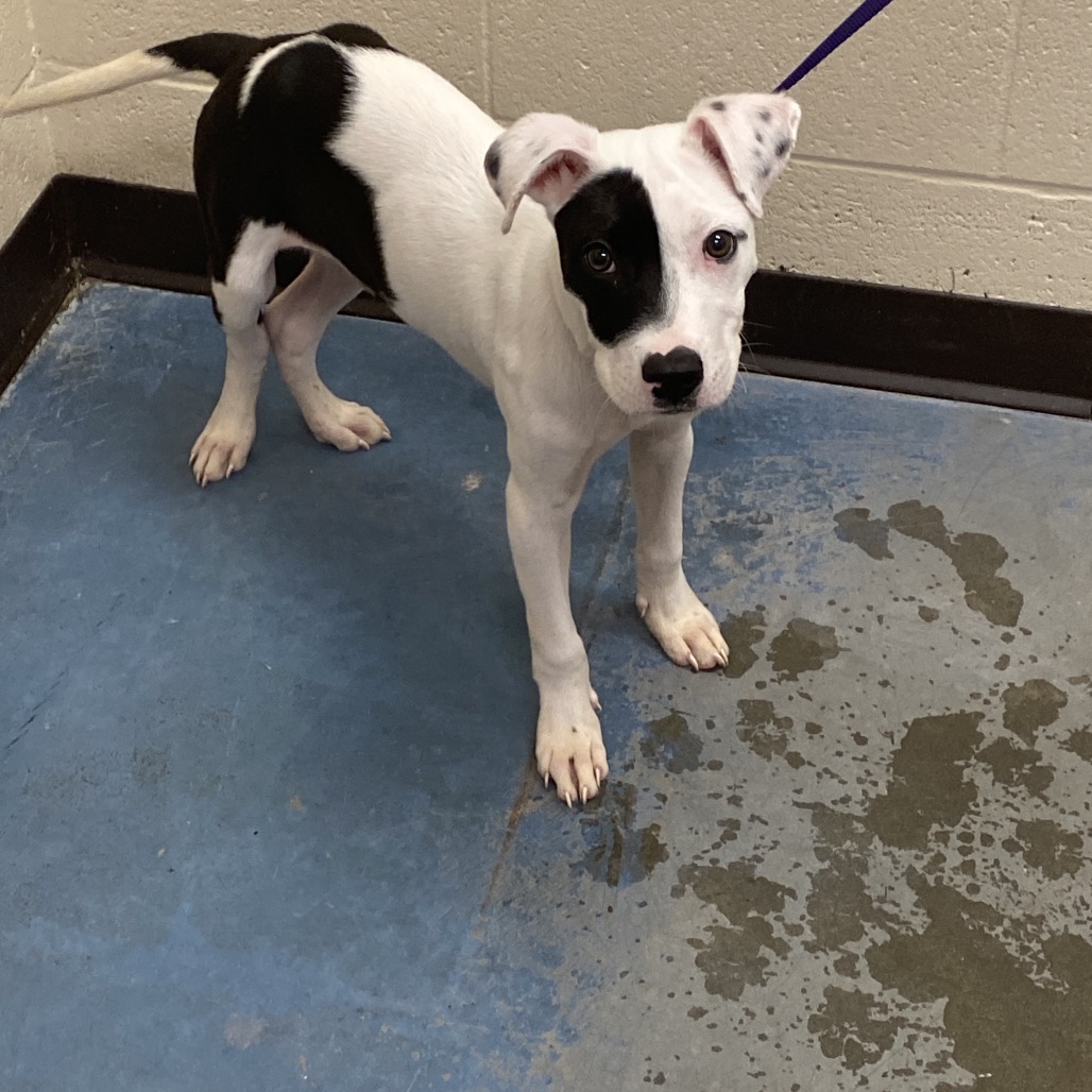 Shelter Stray Male Dog last seen , Memphis, TN 38133