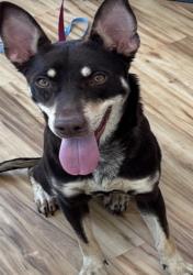 Found/Stray Female Dog last seen Near Forestwood Dr, Richardson, TX 75081