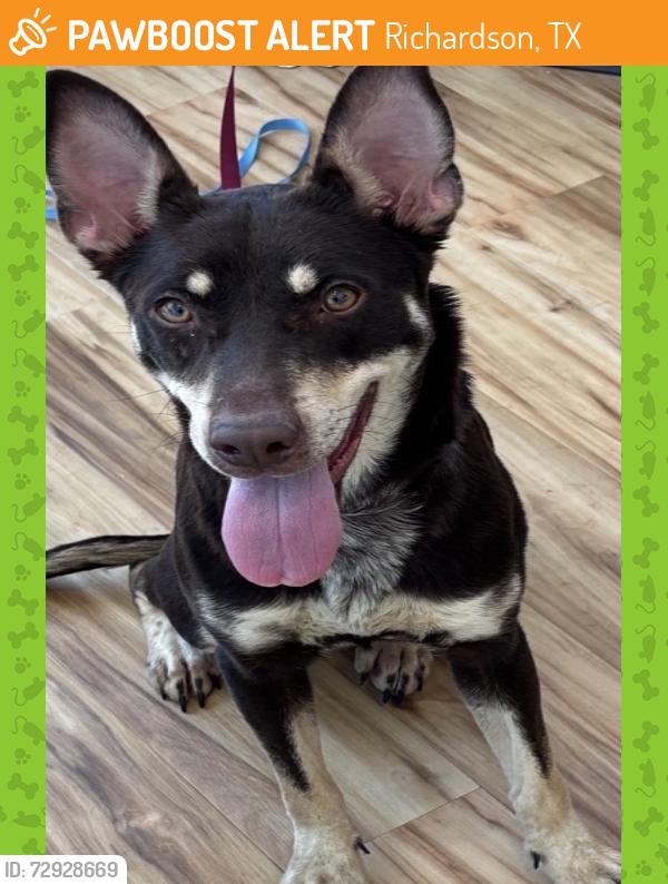 Found/Stray Female Dog last seen Near Forestwood Dr, Richardson, TX 75081