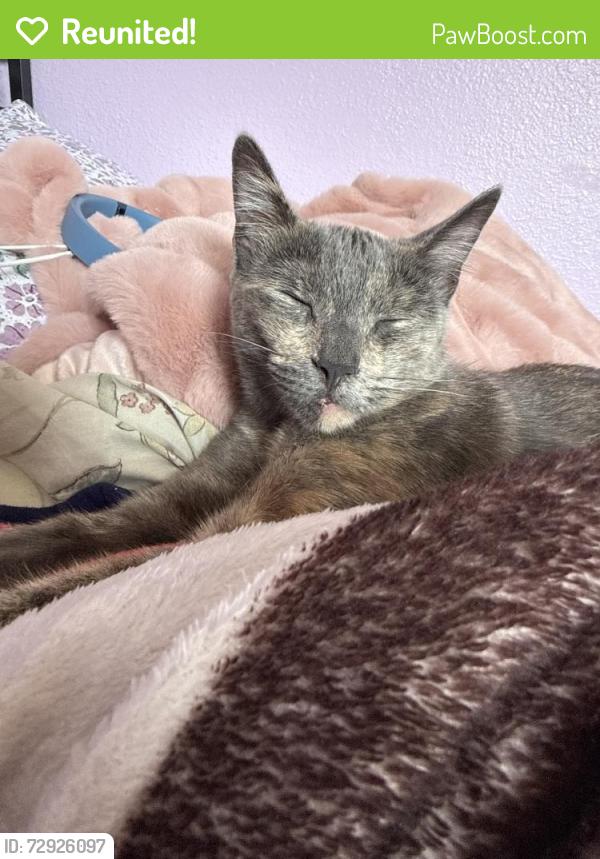 Reunited Female Cat last seen Anaheim, CA 92807, USA, Anaheim, CA 92807