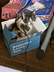 Reunited Female Cat last seen South Davis School, Arlington, TX 76013