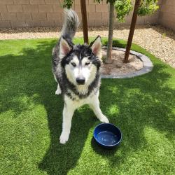 Reunited Unknown Dog last seen Tenant and russell, Las Vegas, NV 89113