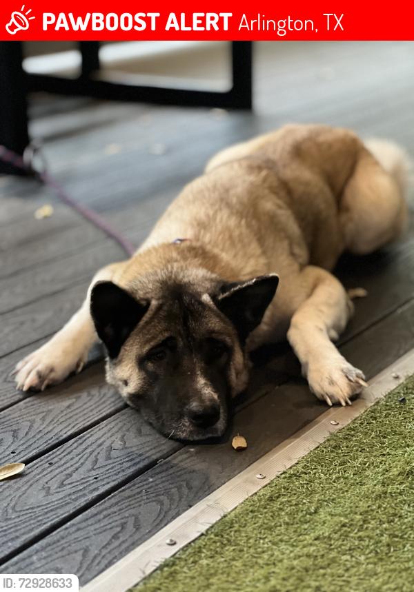 Lost Female Dog last seen West Lynn creek and running creek, Arlington, TX 76001