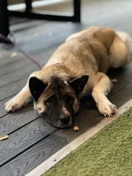 Lost Female Dog last seen West Lynn creek and running creek, Arlington, TX 76001