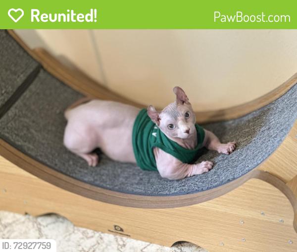 Reunited Male Cat last seen Near bronson way ne, Renton, WA 98056