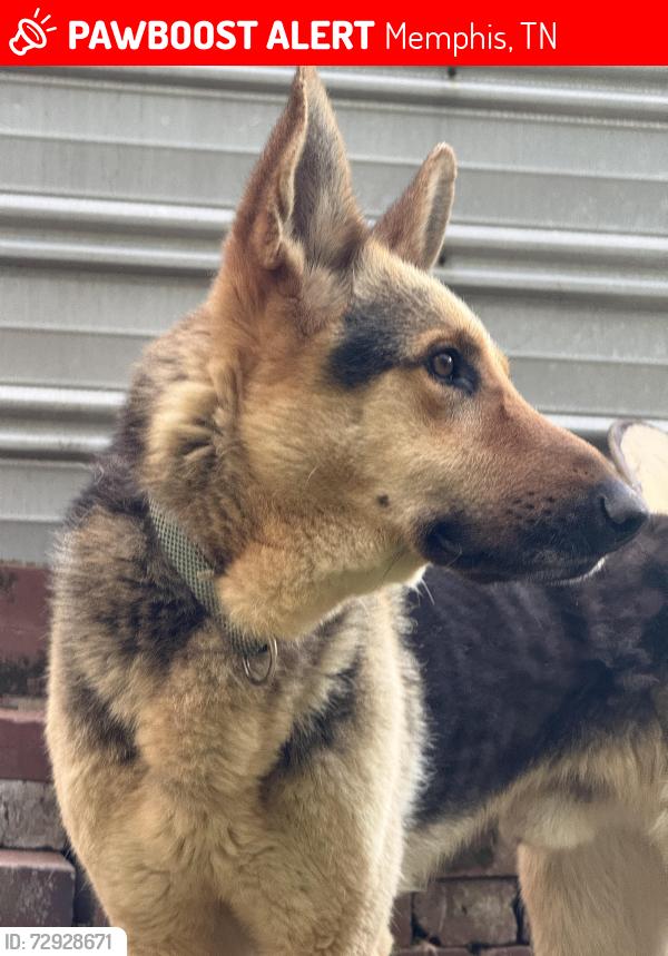 Lost Male Dog last seen McCorkle and Brownlee Road, Memphis, TN 38116