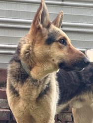 Lost Male Dog last seen McCorkle and Brownlee Road, Memphis, TN 38116