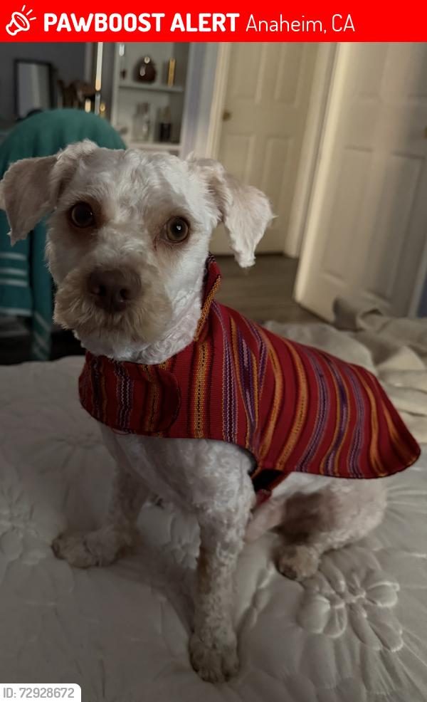 Lost Male Dog last seen Near W Dogwood Street Ave, Anaheim, CA 92801