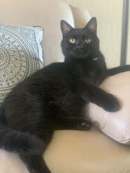 Reunited Male Cat last seen Sullivan and Cowan, Bailey, CO 80421