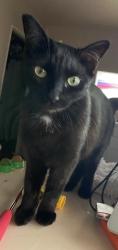 Reunited Female Cat last seen Post Ave and Cravens, old torrance, Torrance, CA 90501