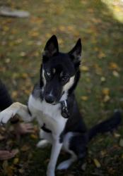 Reunited Female Dog last seen Owen Park, Tulsa, OK 74127