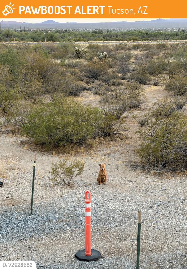 Found/Stray Female Dog last seen S Camino Verde/ W Old Ajo Hwy, Tucson, AZ 85735