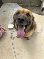 Found/Stray Unknown Dog last seen Basline, Fontana, CA 92336