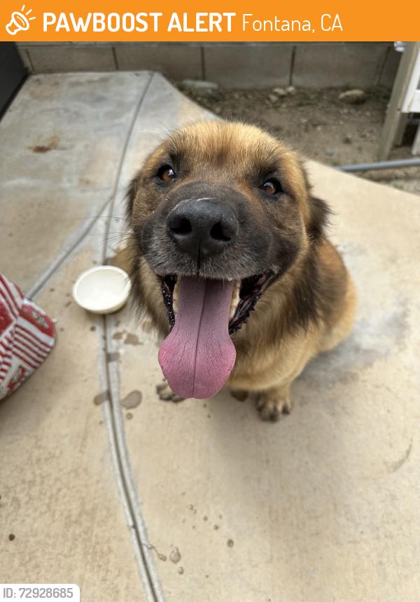 Found/Stray Unknown Dog last seen Basline, Fontana, CA 92336