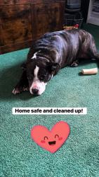 Reunited Female Dog last seen By monument park , Canton, OH 44702