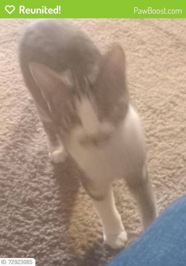 Reunited Female Cat last seen Crown East apts.122nd ave Between Halsey & Glisan , Portland, OR 97230