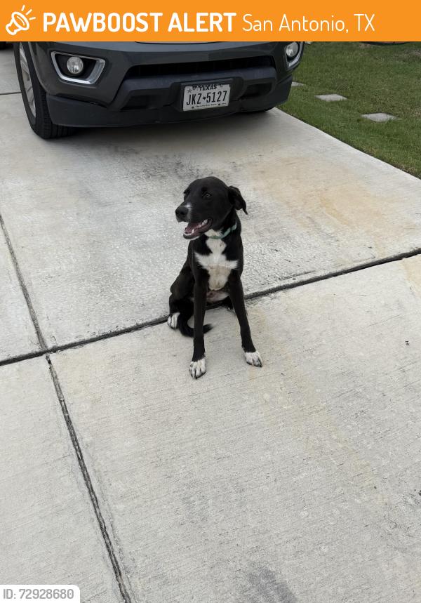 Found/Stray Female Dog last seen Tricone flts and legato curve , San Antonio, TX 78245