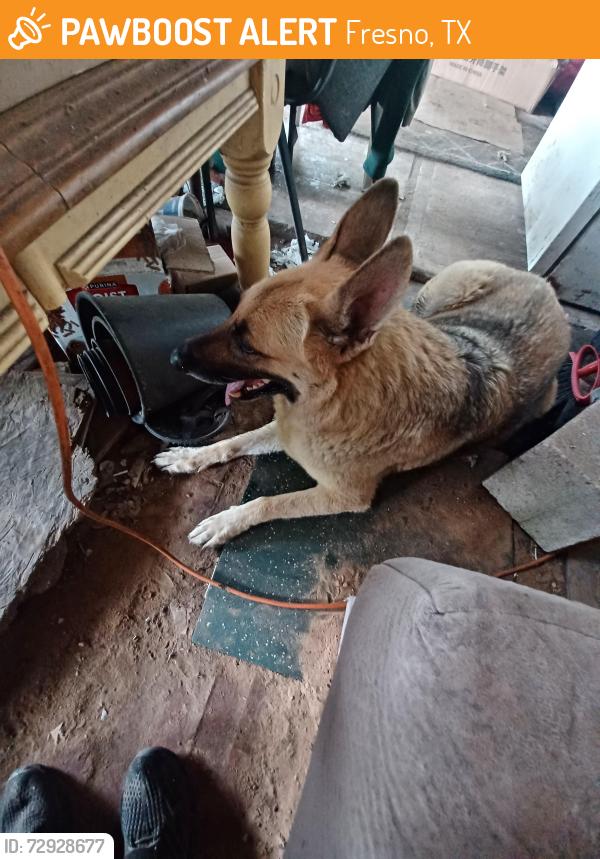 Found/Stray Female Dog last seen Maryland St. Fresno Tx 77545, Fresno, TX 77545
