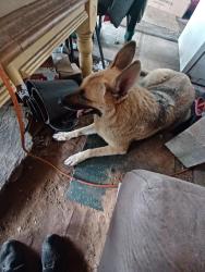 Found/Stray Female Dog last seen Maryland St. Fresno Tx 77545, Fresno, TX 77545
