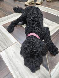 Reunited Female Dog last seen Near Rocky Ford Rd, Newton, NC 28658