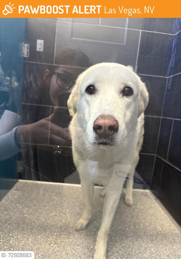 Found/Stray Unknown Dog last seen Nearby Address: 7585 Garden Village Ln, Las Vegas, NV 89113, Las Vegas, NV 89113
