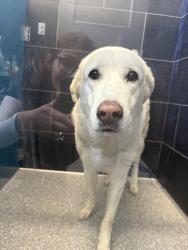 Found/Stray Unknown Dog last seen Nearby Address: 7585 Garden Village Ln, Las Vegas, NV 89113, Las Vegas, NV 89113