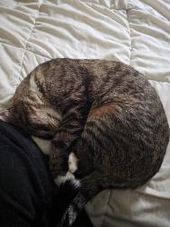 Reunited Male Cat last seen Cedar bridge ave & MLK , Lakewood, NJ 08701
