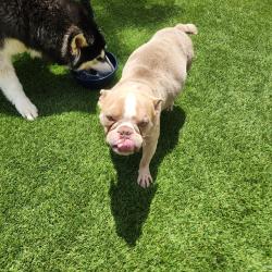 Reunited Male Dog last seen Tenant and russell, Las Vegas, NV 89113