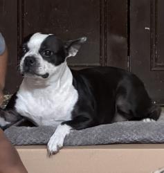 Reunited Female Dog last seen Cottage creek apmts , San Antonio, TX 78218