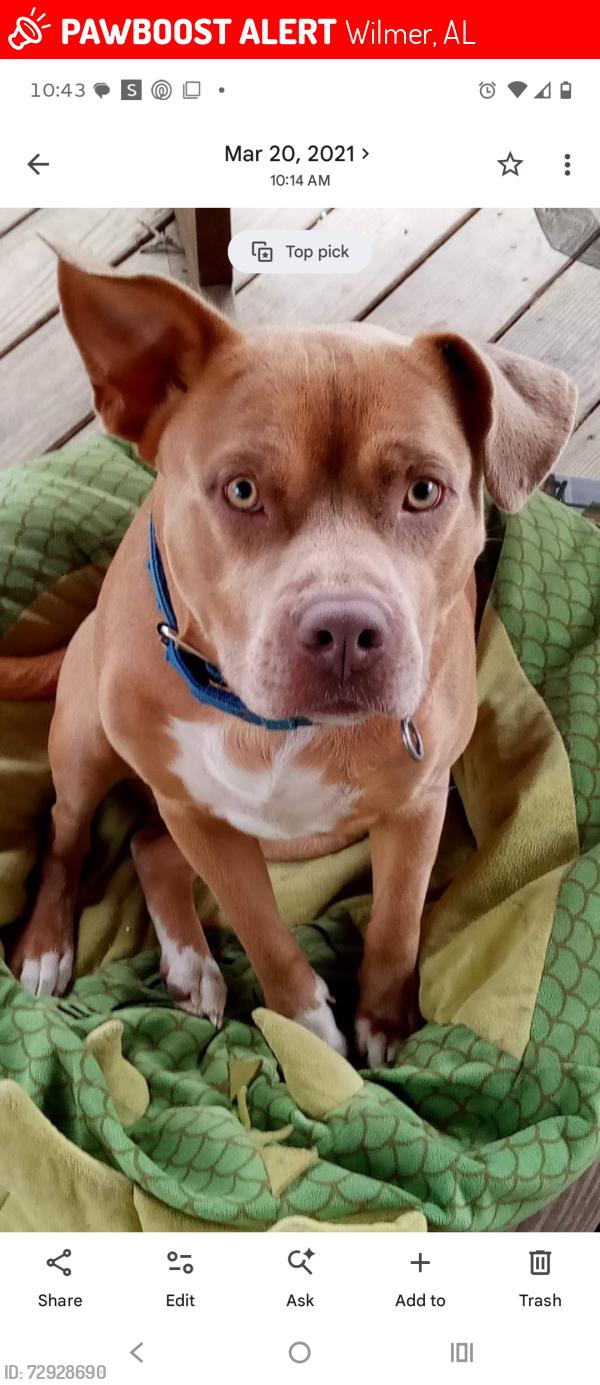 Lost Male Dog last seen Albert evens , Wilmer, AL 36587