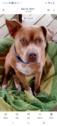 Lost Male Dog last seen Albert evens , Wilmer, AL 36587