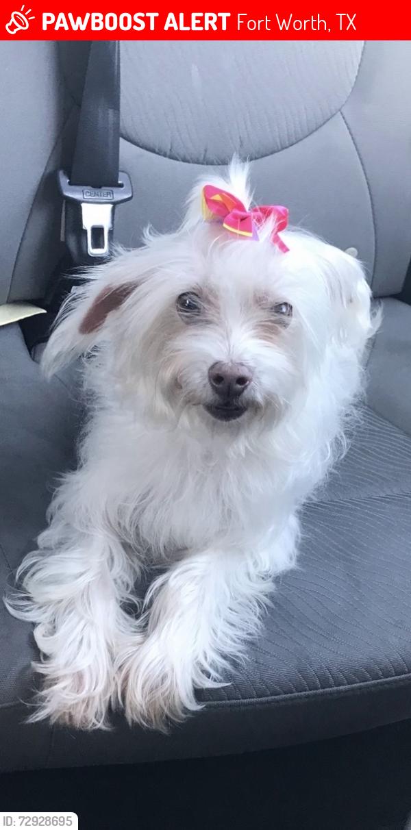 Lost Female Dog last seen Hulen st and Sycamore School Rd, Fort Worth, TX 76133