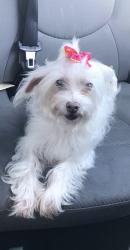 Lost Female Dog last seen Hulen st and Sycamore School Rd, Fort Worth, TX 76133