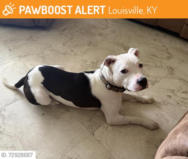 Found/Stray Male Dog last seen Tara Ave , Louisville, KY 40216