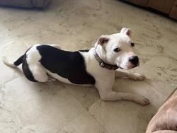 Found/Stray Male Dog last seen Tara Ave , Louisville, KY 40216