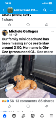 Reunited Female Dog last seen Behymer & Willow , Clovis, CA 93730