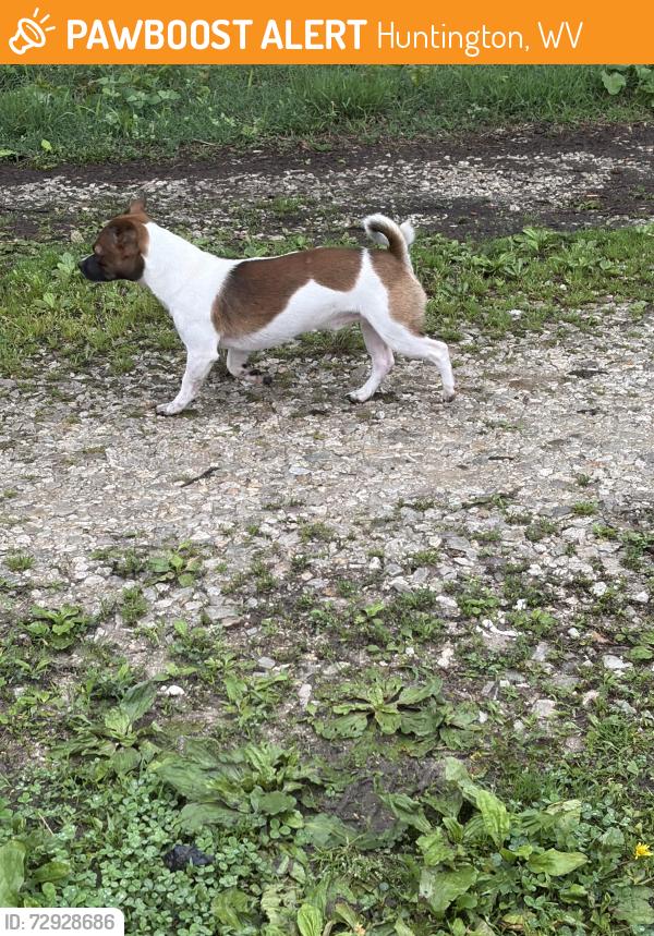 Found/Stray Unknown Dog last seen S walnut St, Huntington, WV 25705