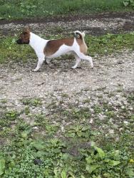Found/Stray Unknown Dog last seen S walnut St, Huntington, WV 25705